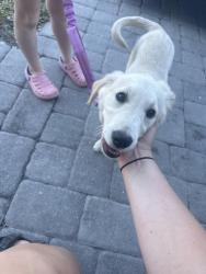 Found/Stray Unknown Dog last seen Nw 8th pl, Cape Coral, FL 33993