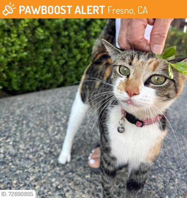 Found/Stray Female Cat last seen North Peach, Fresno, CA 93727