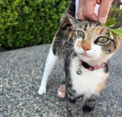 Found/Stray Female Cat last seen North Peach, Fresno, CA 93727