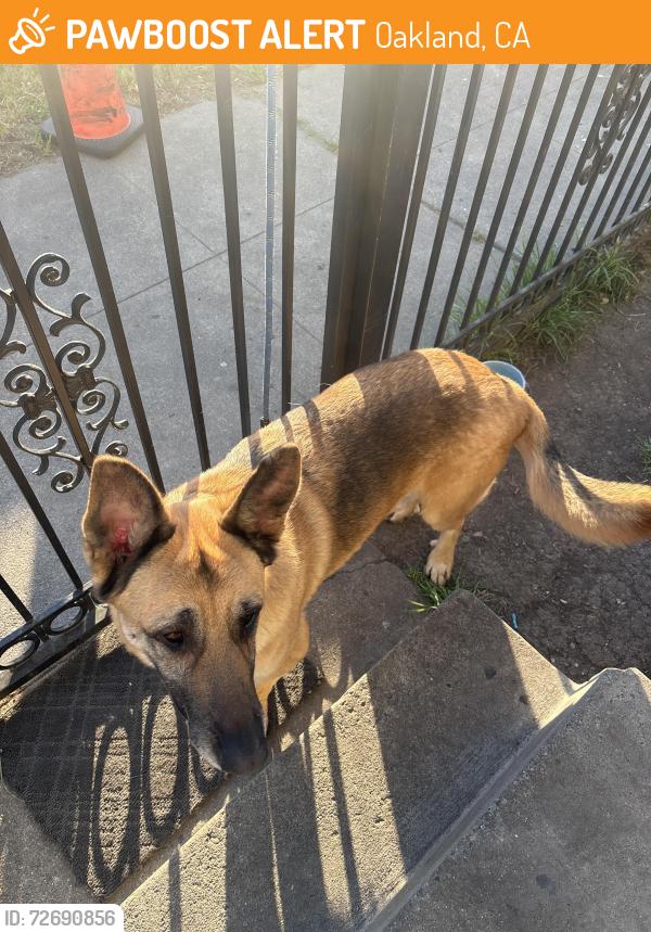 Found/Stray Male Dog last seen Seminary , Oakland, CA 94605