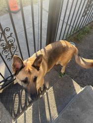 Found/Stray Male Dog last seen Seminary , Oakland, CA 94605