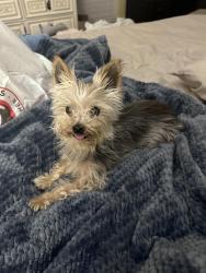 Lost Female Dog last seen Misty Crest and Green Oaks, Arlington, TX 76017