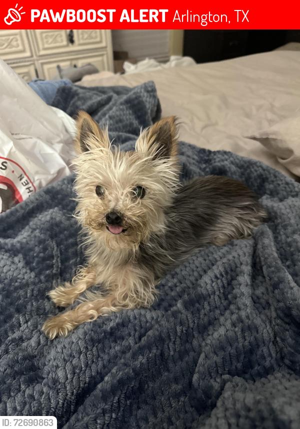 Lost Female Dog last seen Misty Crest and Green Oaks, Arlington, TX 76017