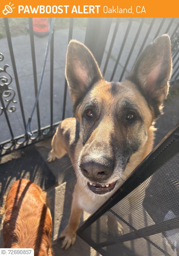 Found/Stray Male Dog last seen Bancroft, Oakland, CA 94605