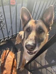 Found/Stray Male Dog last seen Bancroft, Oakland, CA 94605