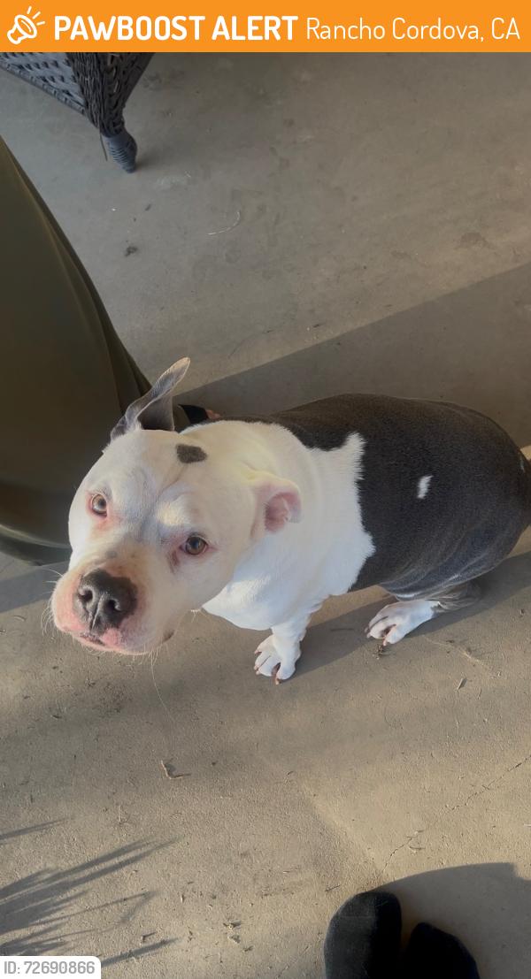 Found/Stray Female Dog last seen Louies cocktail lounge, Rancho Cordova, CA 95670