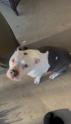 Found/Stray Female Dog last seen Louies cocktail lounge, Rancho Cordova, CA 95670