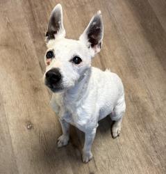 Found/Stray Female Dog last seen Villacrest Dr, Crestview, FL 32536