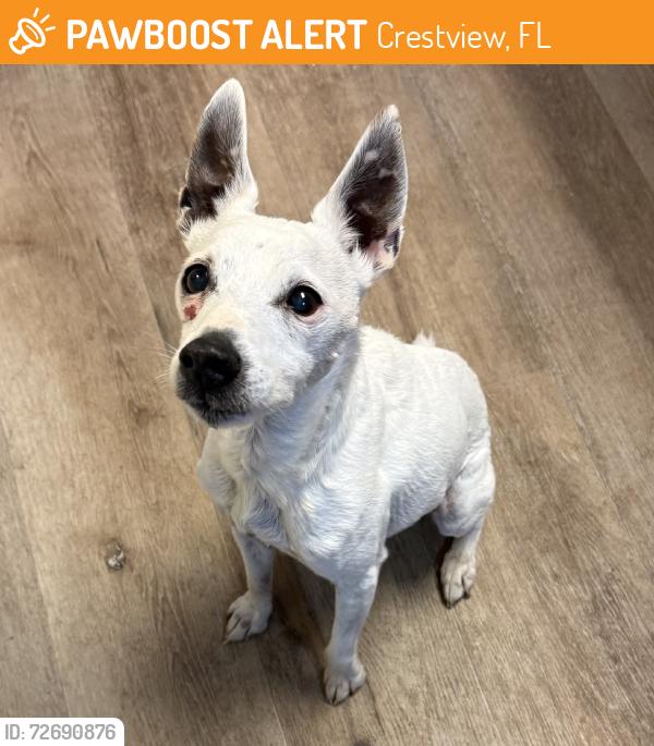 Found/Stray Female Dog last seen Villacrest Dr, Crestview, FL 32536