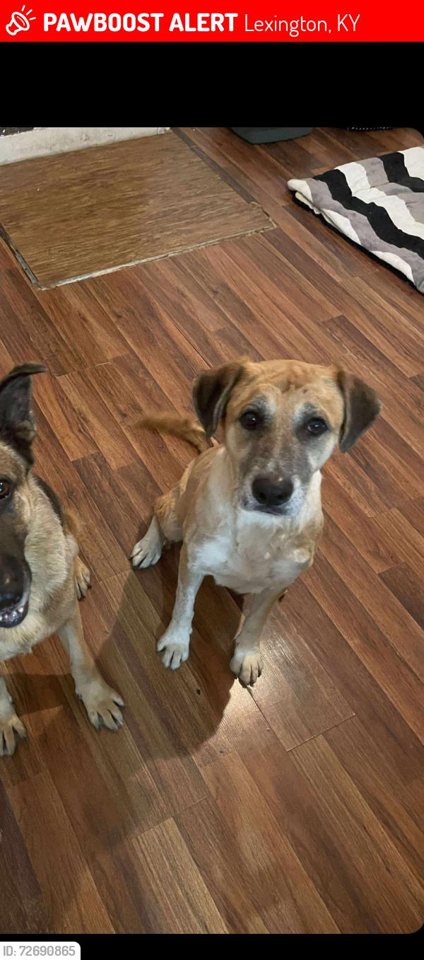 Lost Male Dog last seen North limestone Lexington Kentucky , Lexington, KY 40508
