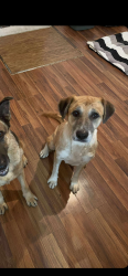 Lost Male Dog last seen North limestone Lexington Kentucky , Lexington, KY 40508