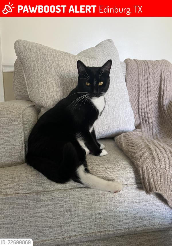 Lost Male Cat last seen Manshir Cir in Edinburg - Bella Vista Subdivision , Edinburg, TX 78539