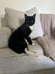 Lost Male Cat last seen Manshir Cir in Edinburg - Bella Vista Subdivision , Edinburg, TX 78539
