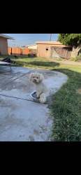Lost Male Dog last seen E Cooley Ave and Mt View, San Bernardino, CA 92408