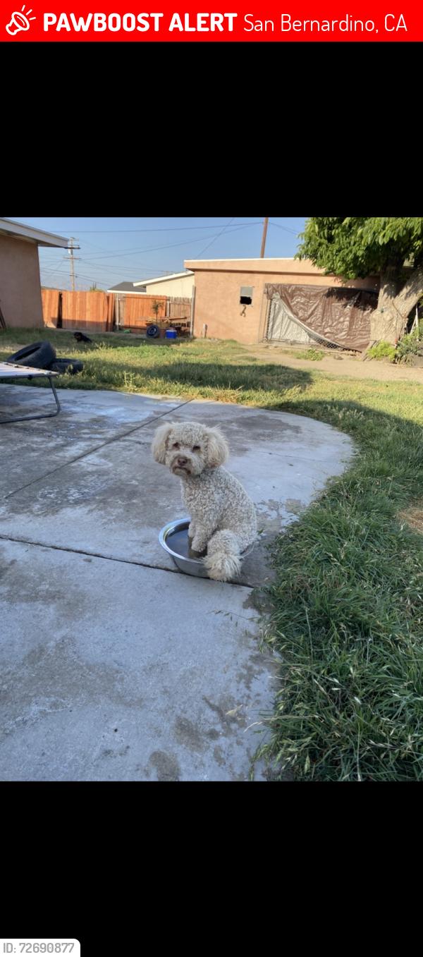 Lost Male Dog last seen E Cooley Ave and Mt View, San Bernardino, CA 92408