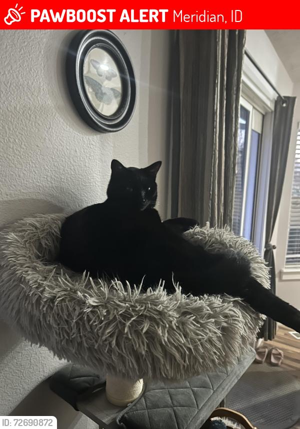Lost Male Cat last seen Legacy Woods & Sundance Neighborhood , Meridian, ID 83646
