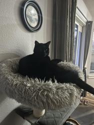 Lost Male Cat last seen Legacy Woods & Sundance Neighborhood , Meridian, ID 83646