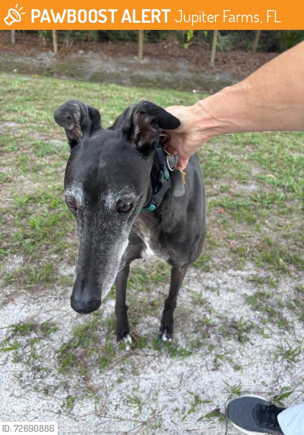 Found/Stray Female Dog last seen 118th Trail N and 153rd Ct N Jupiter Farms , Jupiter Farms, FL 33478