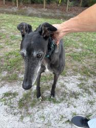 Found/Stray Female Dog last seen 118th Trail N and 153rd Ct N Jupiter Farms , Jupiter Farms, FL 33478