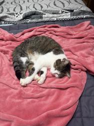 Lost Male Cat last seen Whisperwood court and Stoneybrooke lane in Stoneybrooke Subdivision, Ringgold, GA 30736