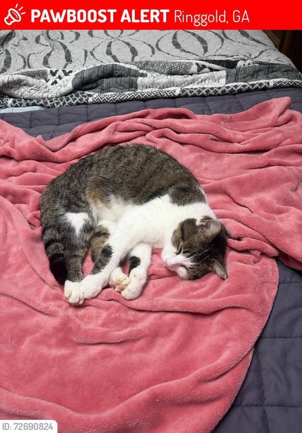 Lost Male Cat last seen Whisperwood court and Stoneybrooke lane in Stoneybrooke Subdivision, Ringgold, GA 30736
