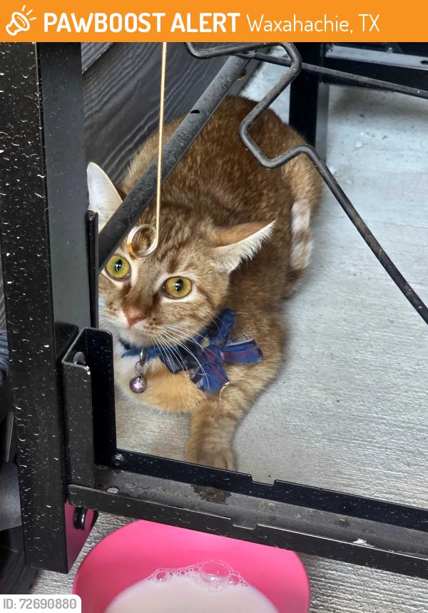 Found/Stray Unknown Cat last seen North Grove neighborhood , Waxahachie, TX 75165