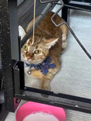 Found/Stray Unknown Cat last seen North Grove neighborhood , Waxahachie, TX 75165