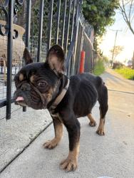 Found/Stray Unknown Dog last seen Alburtis St, 207th St, Lakewood, CA 90715