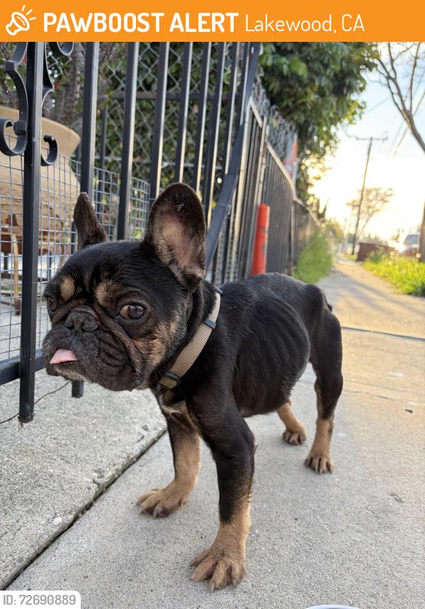 Found/Stray Unknown Dog last seen Alburtis St, 207th St, Lakewood, CA 90715