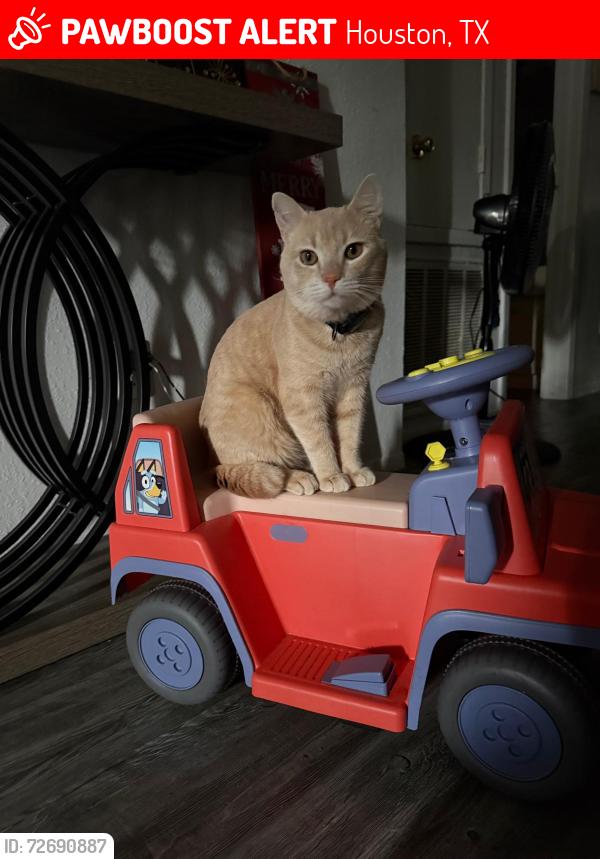 Lost Male Cat last seen Near Ella blvd Houston tx 77014, Houston, TX 77014