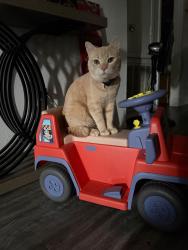 Lost Male Cat last seen Near Ella blvd Houston tx 77014, Houston, TX 77014