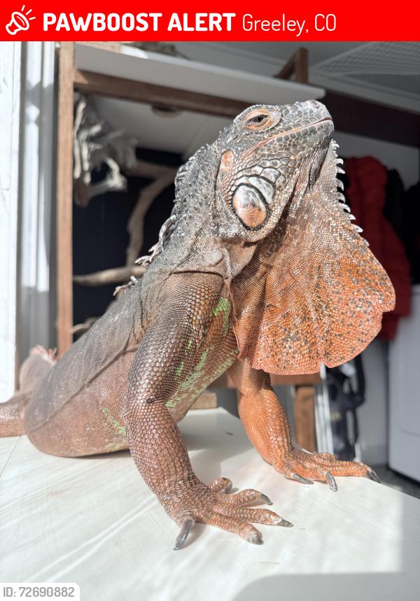 Lost Female Reptile last seen 20th and 79th , Greeley, CO 80634