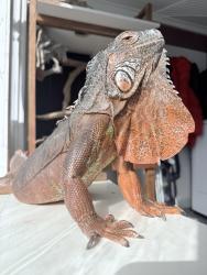 Lost Female Reptile last seen 20th and 79th , Greeley, CO 80634