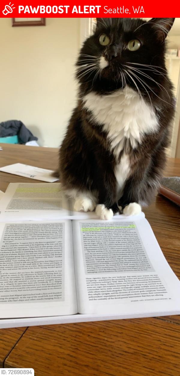 Lost Female Cat last seen 8th & Roosevelt, Seattle, WA 98125