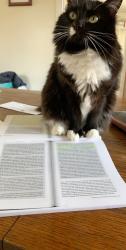 Lost Female Cat last seen 8th & Roosevelt, Seattle, WA 98125