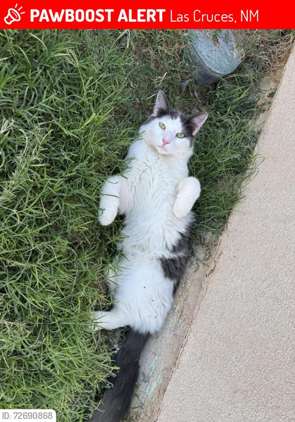 Lost Male Cat last seen Acacia Rd in Las Alturas, Las Cruces, NM 88011