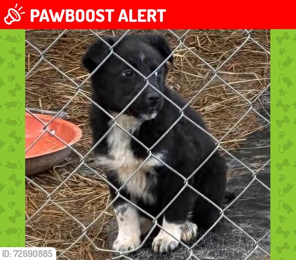 Lost Female Dog last seen None, South Charleston, WV 25309