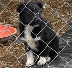 Lost Female Dog last seen None, South Charleston, WV 25309