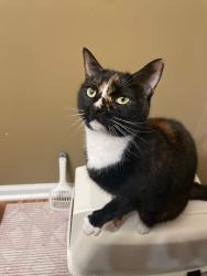 Lost Female Cat last seen The Vineyards, Winterville, NC 28590