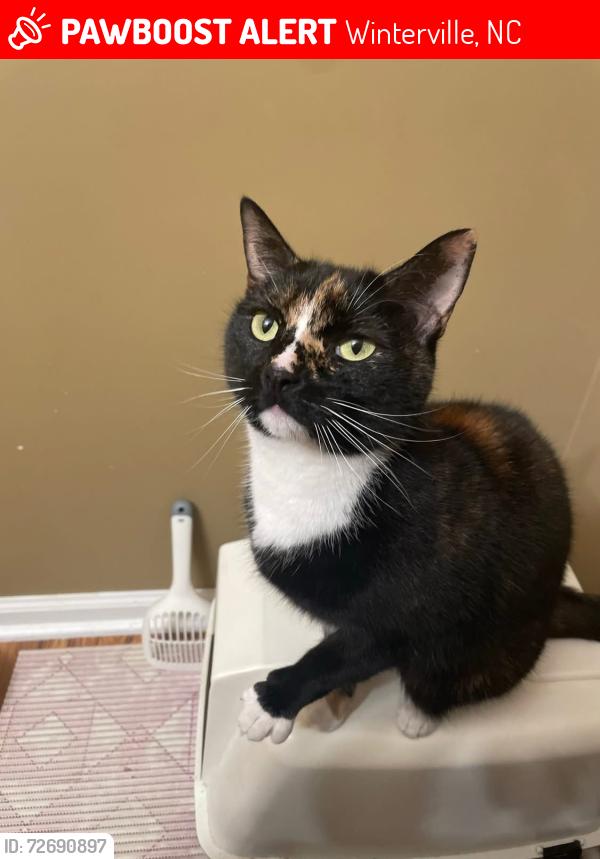 Lost Female Cat last seen The Vineyards, Winterville, NC 28590
