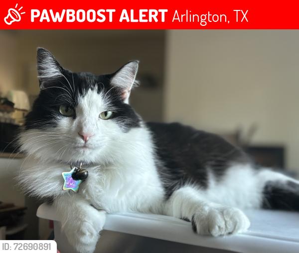 Lost Male Cat last seen Waterview Drive, Lake Church, Green Oaks Boulevard , Arlington, TX 76016