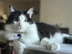 Lost Male Cat last seen Waterview Drive, Lake Church, Green Oaks Boulevard , Arlington, TX 76016