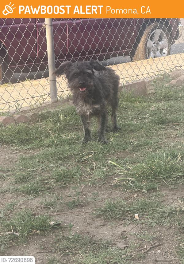 Found/Stray Male Dog last seen Hamilton and grand Ave , Pomona, CA 91799