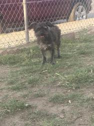 Found/Stray Male Dog last seen Hamilton and grand Ave , Pomona, CA 91799