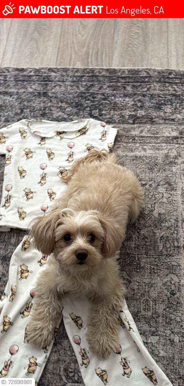 Lost Female Dog last seen Weddington st and Vesper , Los Angeles, CA 91411
