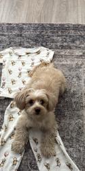 Lost Female Dog last seen Weddington st and Vesper , Los Angeles, CA 91411