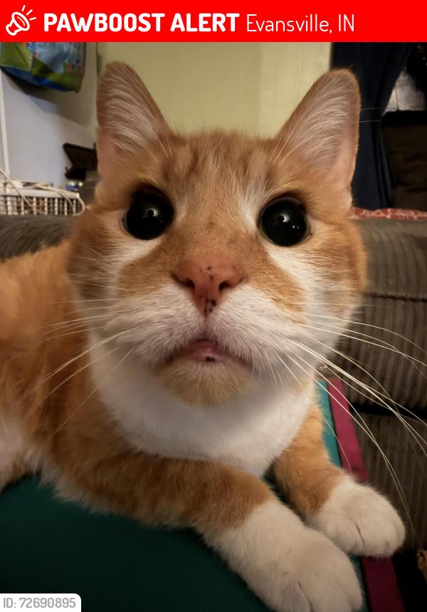 Lost Male Cat last seen Grandin pointe trailer park on St Joseph , Evansville, IN 47720