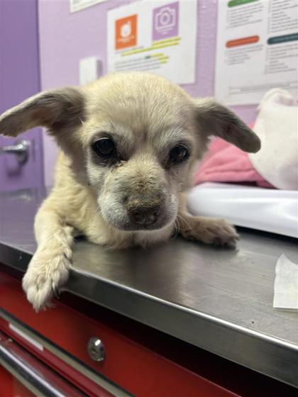 Shelter Stray Female Dog last seen Horizon City, TX 79928, Fort Bliss, TX 79906