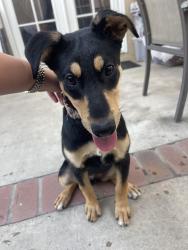 Found/Stray Female Dog last seen Moody and licoln, Cypress, CA 90630