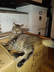 Lost Male Cat last seen Roland and York, Memphis, TN 38104
